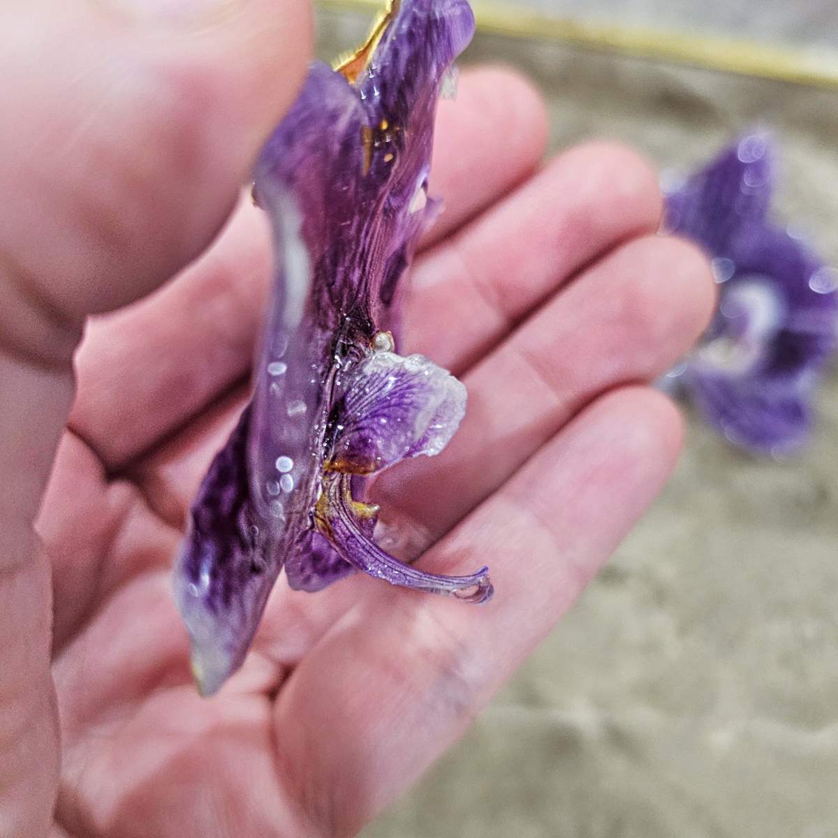 Purple Royal Orchid Earrings