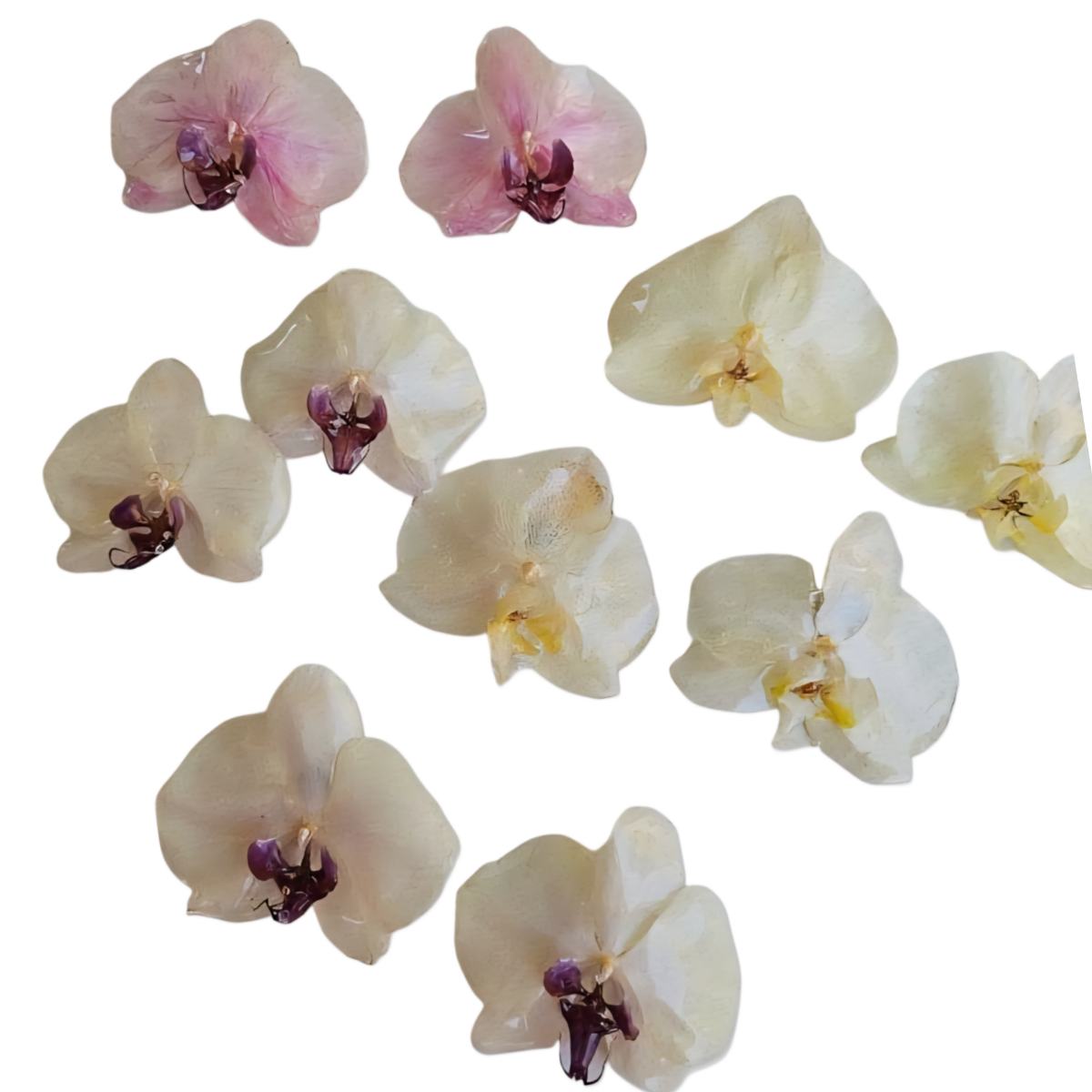 Lilac Royal Orchid Earrings