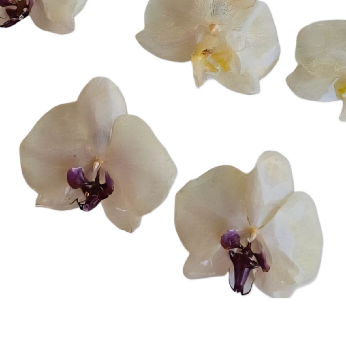 Purple Royal Orchid Earrings